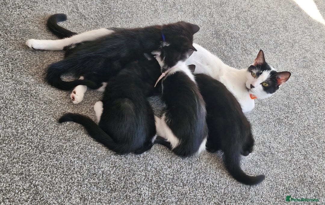 British Shorthair cats for sale: British Shorthair Mix Kittens - Image 11