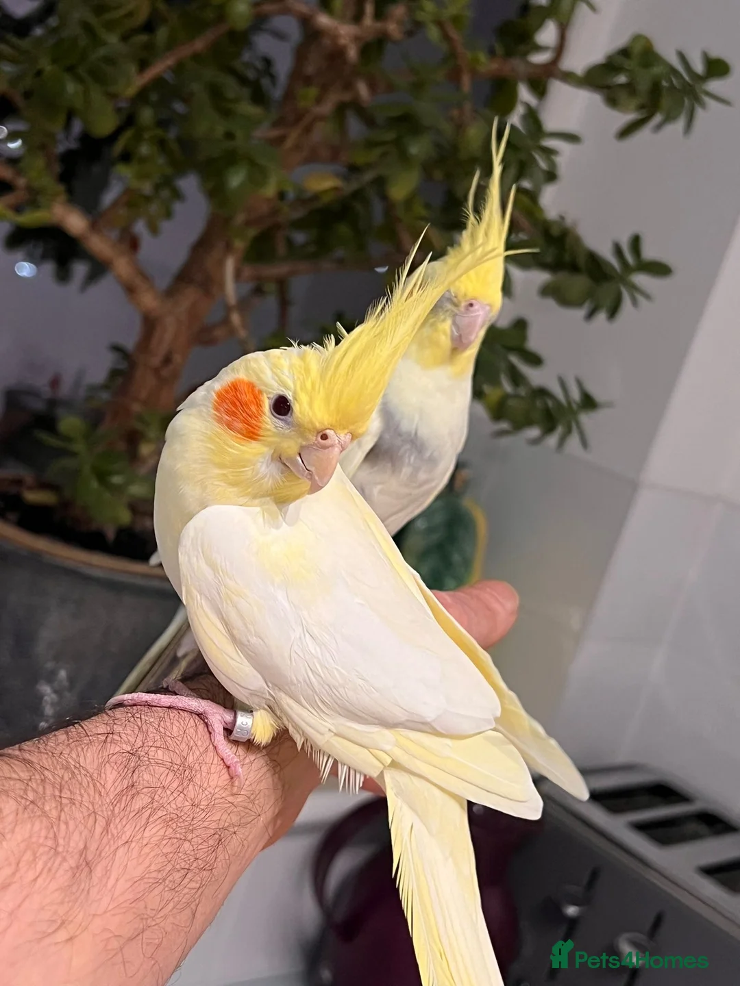 Cockatiels birds for sale: Cocktails for sale - Advert 3