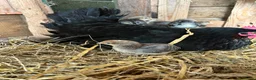 Chickens poultry for sale: French maran 7 cream leg bar chicks - Advert 4