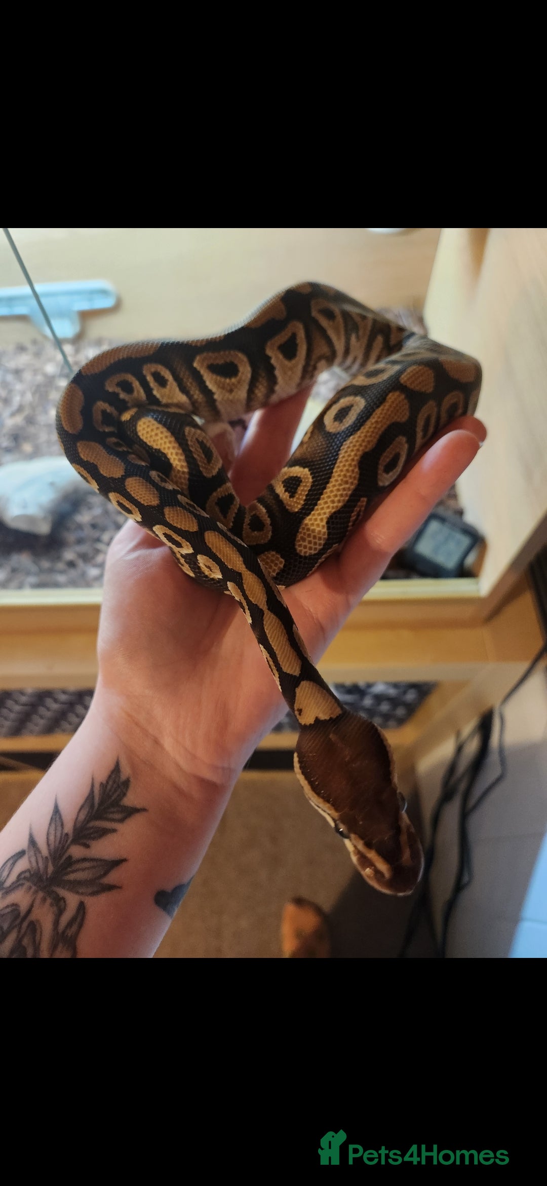 Python Snake reptiles for sale: Royal python including set up - Advert 1