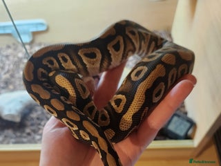 Python Snake reptiles Royal python including set up - Advert 2