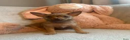 Chihuahua dogs for sale: Chihuahuas  - Advert 37