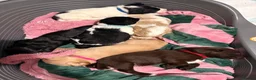 Cockerdor dogs for sale: Litter of Cockerdors  - Advert 6
