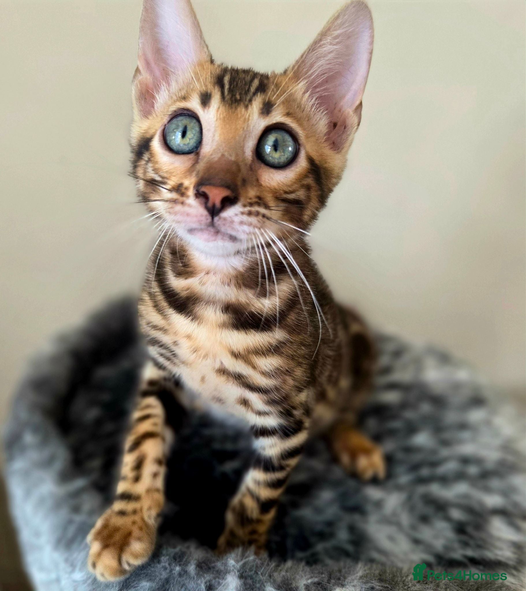 Bengal cats 💥ready now - LAST GIRL -Bengal Tica registered ⚜️ - Advert 6