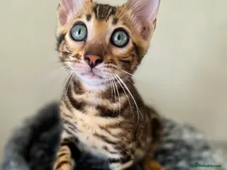 Bengal cats 💥ready now - LAST GIRL -Bengal Tica registered ⚜️ - Advert 6