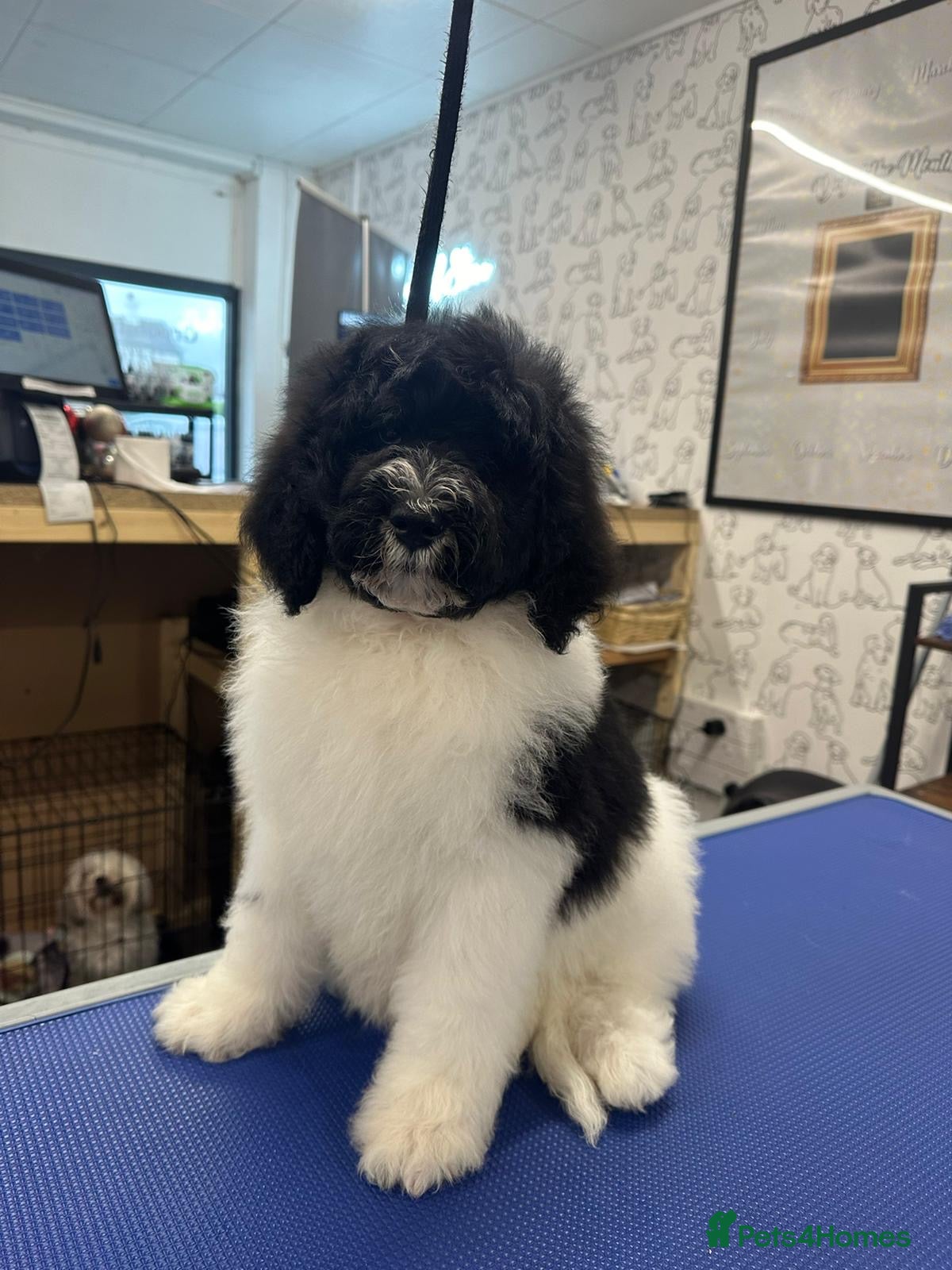 Bernedoodle dogs  1 boy Mini bernedoodle puppies for sale  - Advert 2