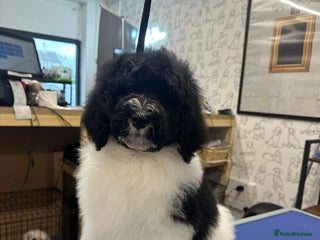 Bernedoodle dogs 1 boy Mini bernedoodle puppies for sale - Advert 4
