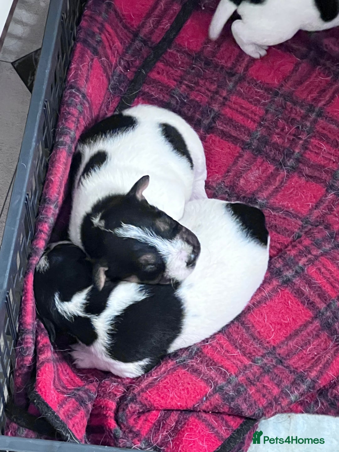 Parson Russell dogs for sale: Tricolour Paraon Russell pups - Advert 5