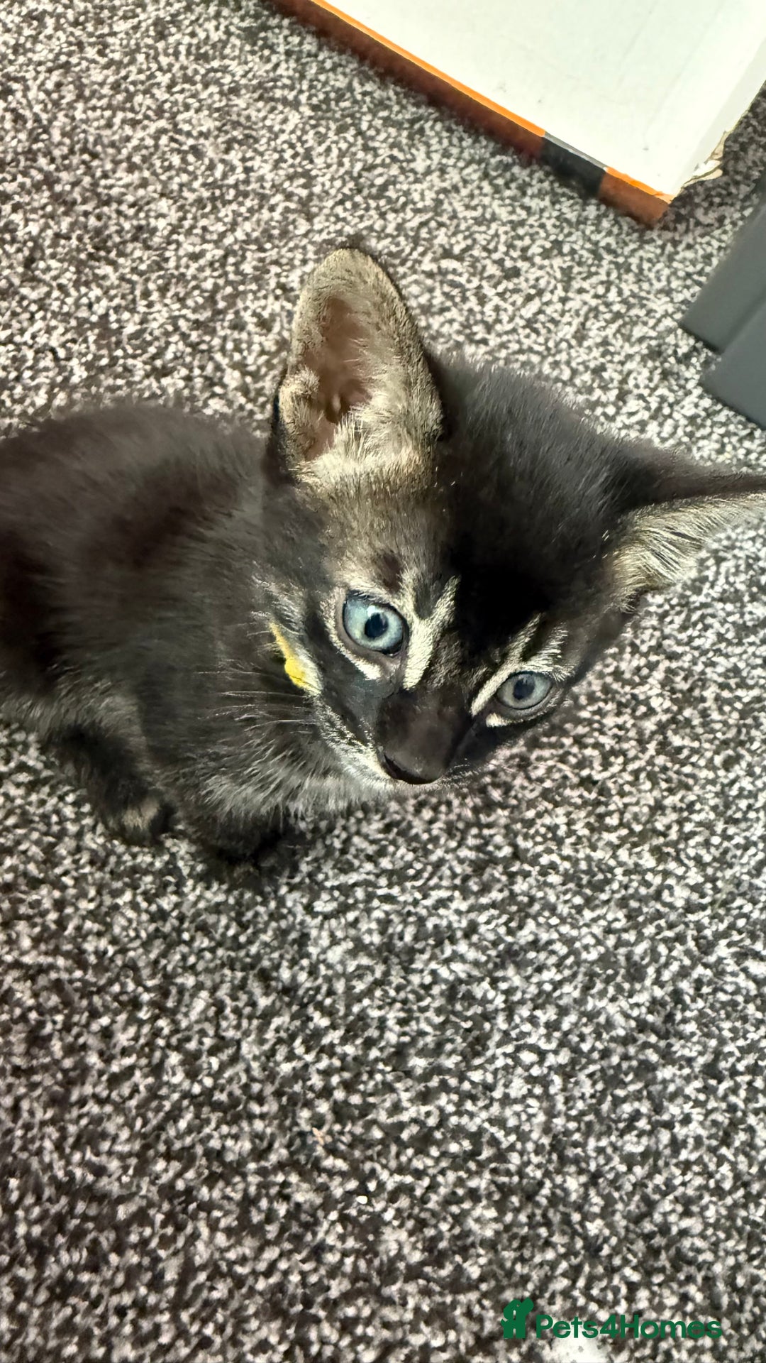 Mixed Breed cats for sale: Mixed bengal kittens - Advert 19