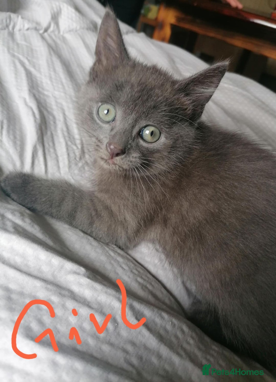 Mixed Breed cats for sale: Kittens - Image 5