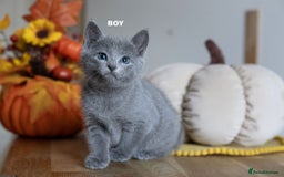 Russian Blue cats for sale: Pure Russian Blue Kittens Available  - Image 4