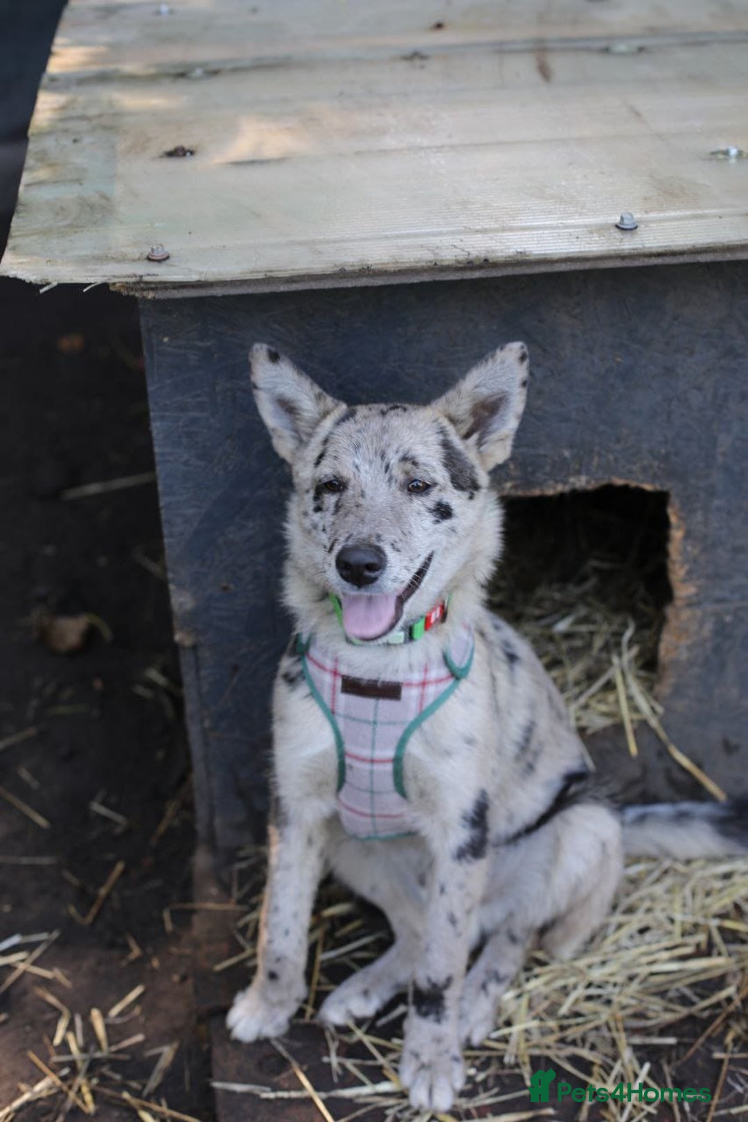 Mixed Breed dogs for adoption: 💙🐶 NICK(8 month) & ❤️🐶 MAILY (1 year)  - Advert 19