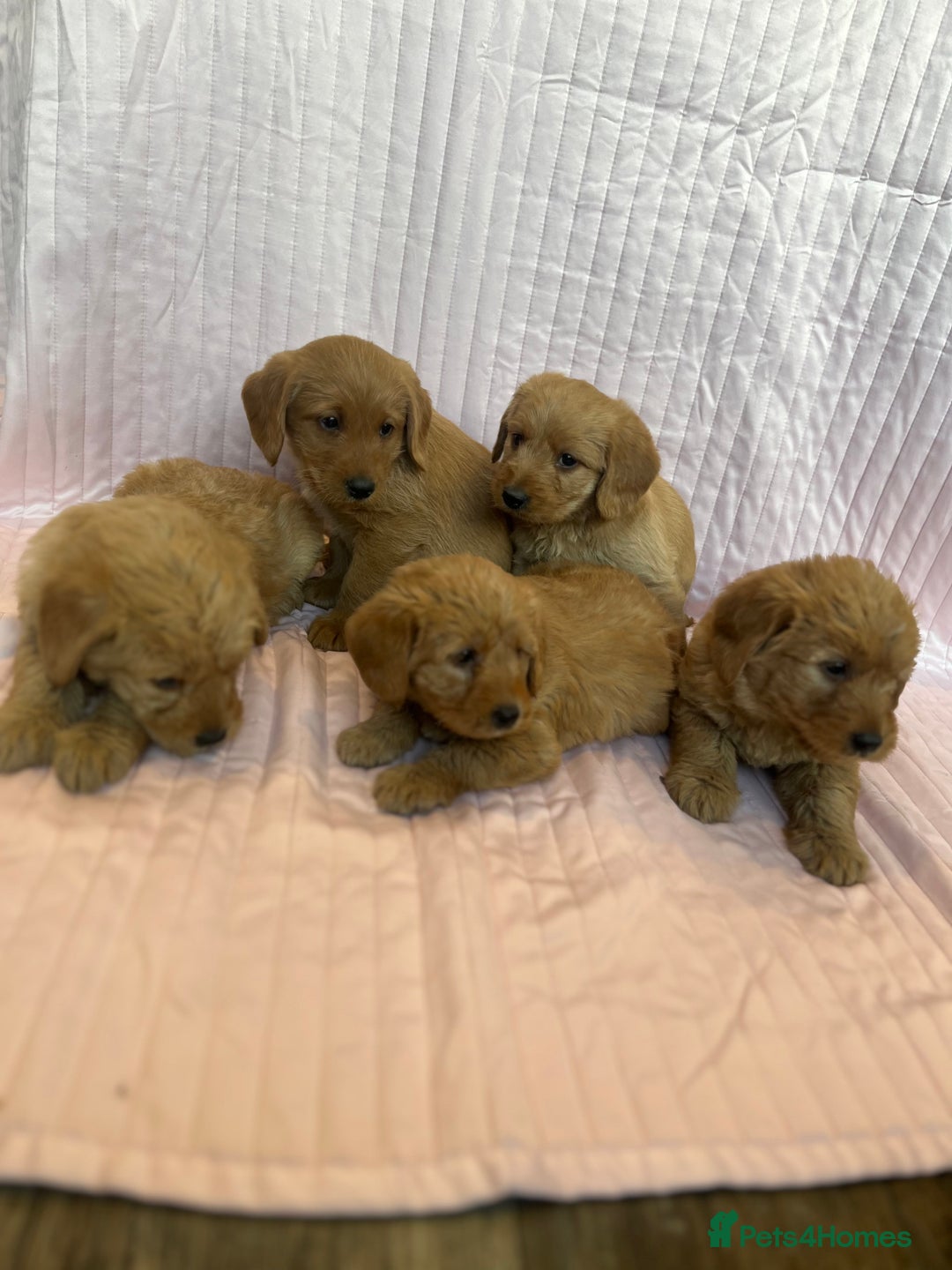 Labradoodle dogs for sale: Beautiful F1 Labradoodles - Advert 6