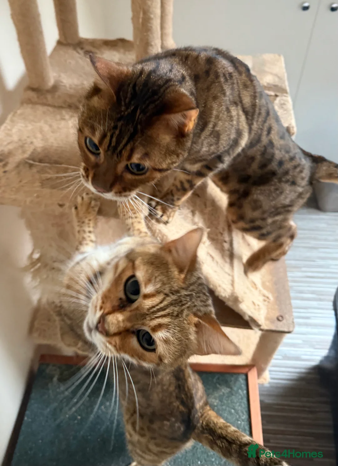 Bengal cats for sale: Beautiful Adult Bengals - Advert 8