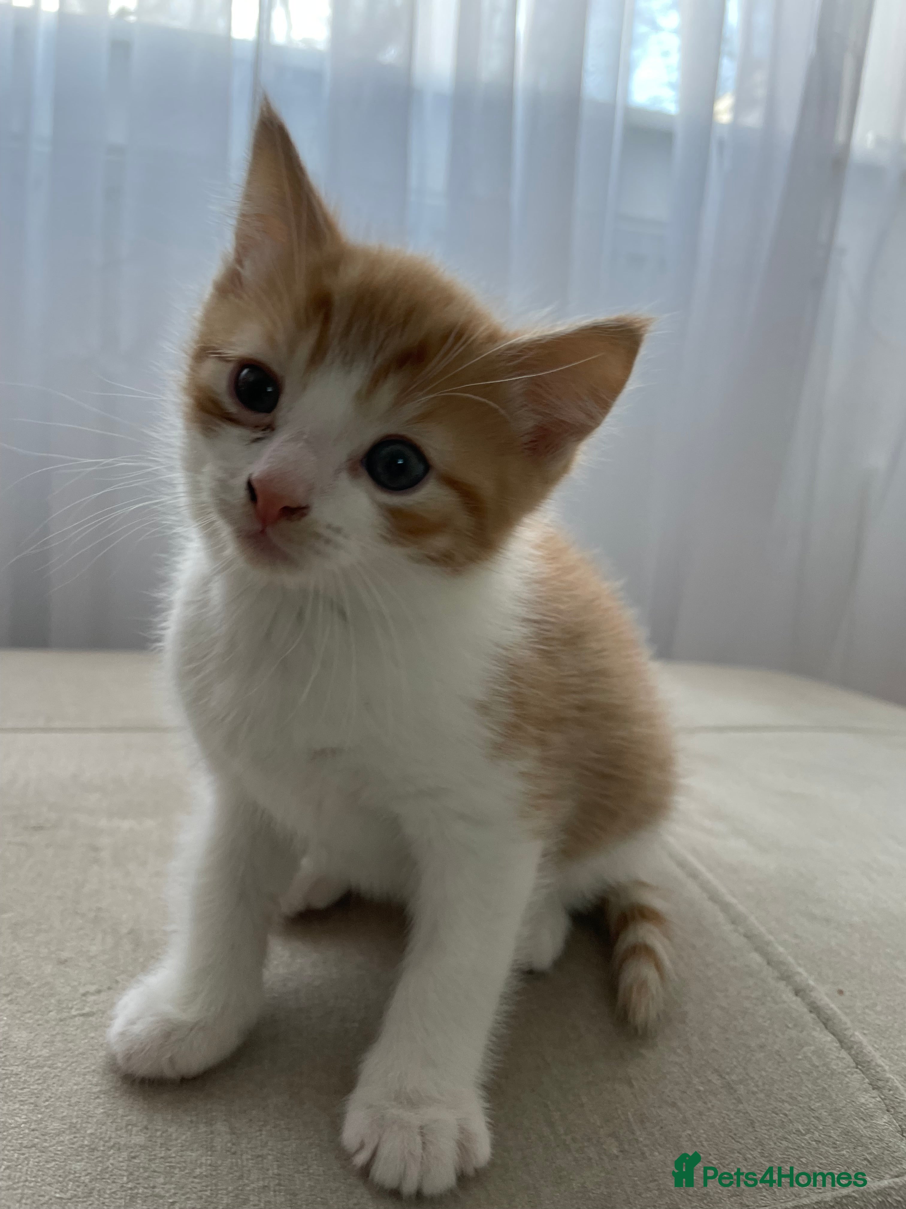 Mixed Breed cats Ginger-white kitten  - Advert 5