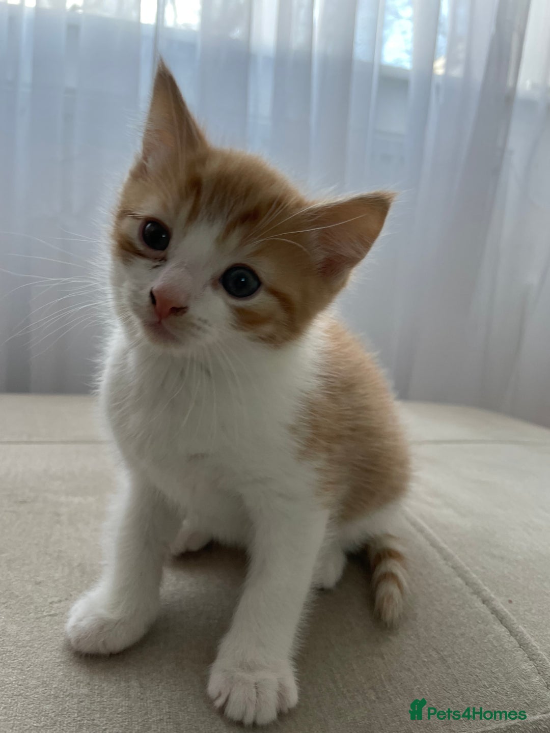 Mixed Breed cats for sale: Ginger-white kitten  - Advert 1