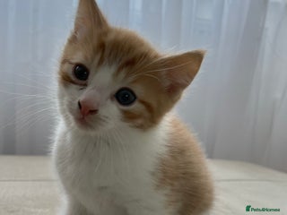 Mixed Breed cats Ginger-white kitten - Advert 5