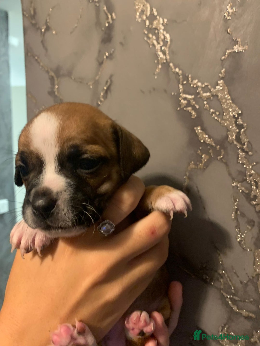 Jug dogs for sale: Beautiful litter of jack russle x jug - Image 12