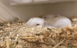 Netherland Dwarf rabbits for sale: Beautiful pure Netherland drawf baby bunnies  - Advert 4