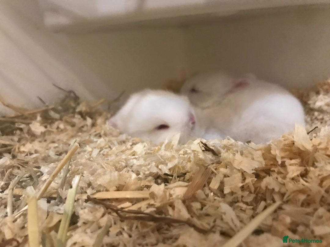 Netherland Dwarf rabbits for sale: Beautiful pure Netherland drawf baby bunnies  - Advert 4
