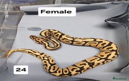 Python Snake reptiles for sale: Royal Python Morphs Females  - Image 7