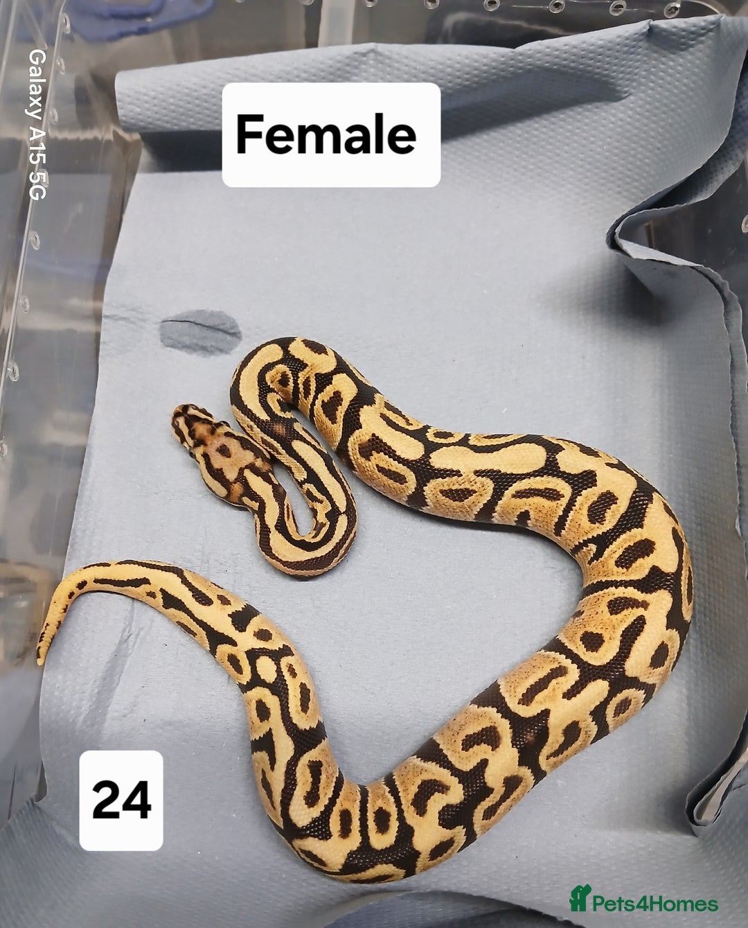Python Snake reptiles for sale: Royal Python Morphs Females  - Image 7