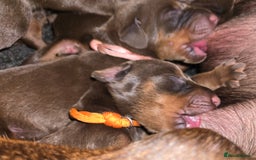 Dobermann dogs for sale: *HEALTH TESTED,HOME REARED,STUNNING DOBERMAN PUPS - Image 22