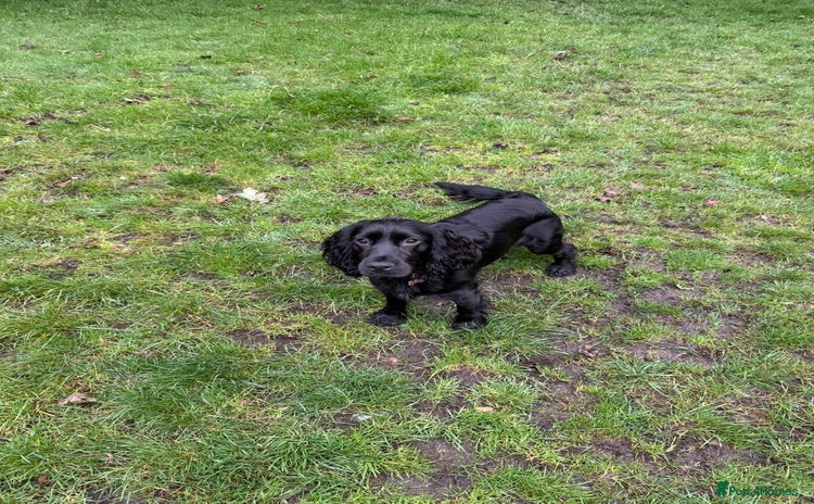 Cocker Spaniel dogs for sale - Advert 1