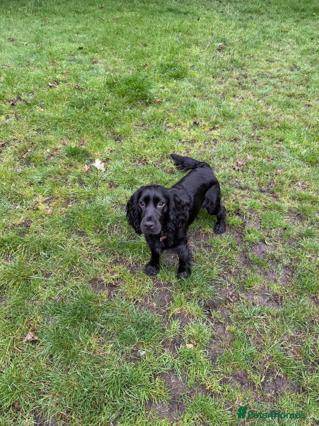 Cocker Spaniel dogs for sale: Tobi is after a loving home  - Image 1