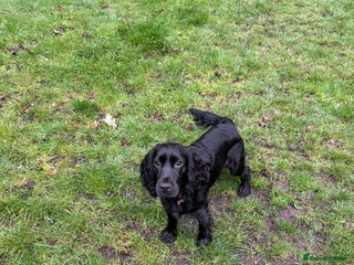 Cocker Spaniel dogs - Advert 1