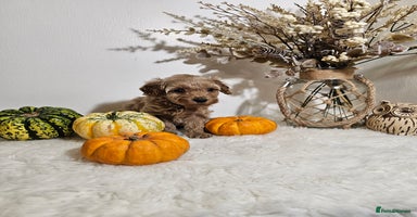 Cavapoo dogs - Advert 9