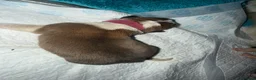 Saint Bernard dogs for sale: Saint Bernard puppies  in Cleethorpes - Advert 12