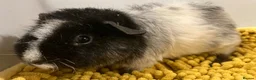 Guinea Pig rodents for sale: Teddy type boys/boars/males in Swindon - Advert 8