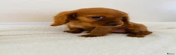 Cockalier dogs for sale: Cockalier puppy’s  - Advert 9
