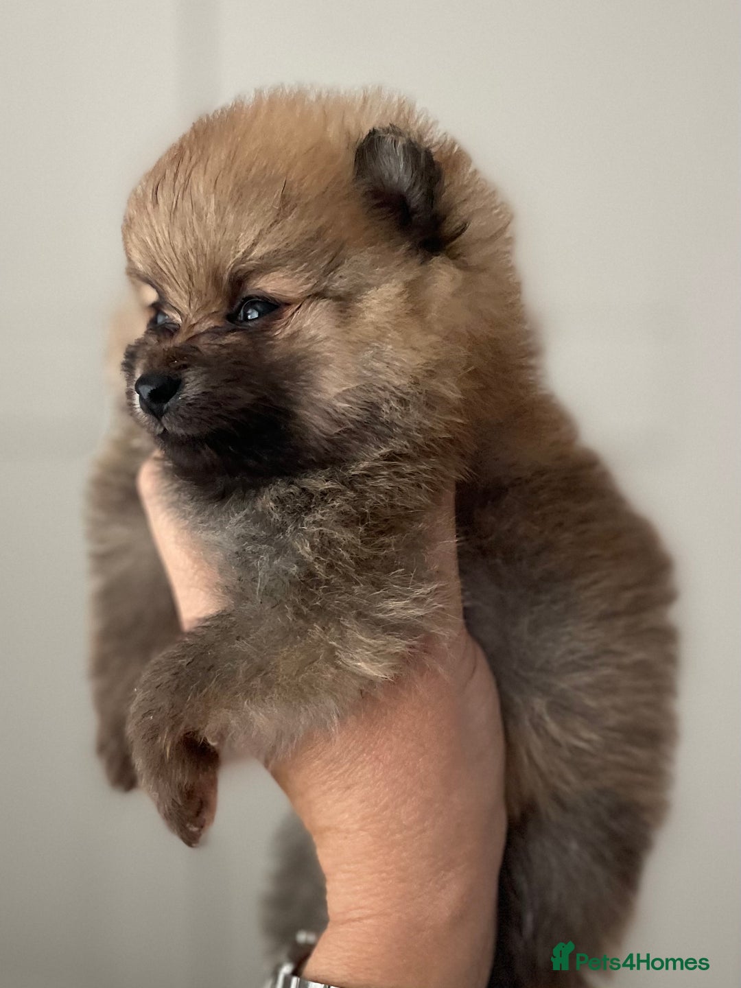 Pomeranian dogs for sale: Pomeranian tiny orange female   🧡🍊🐾 - Image 17