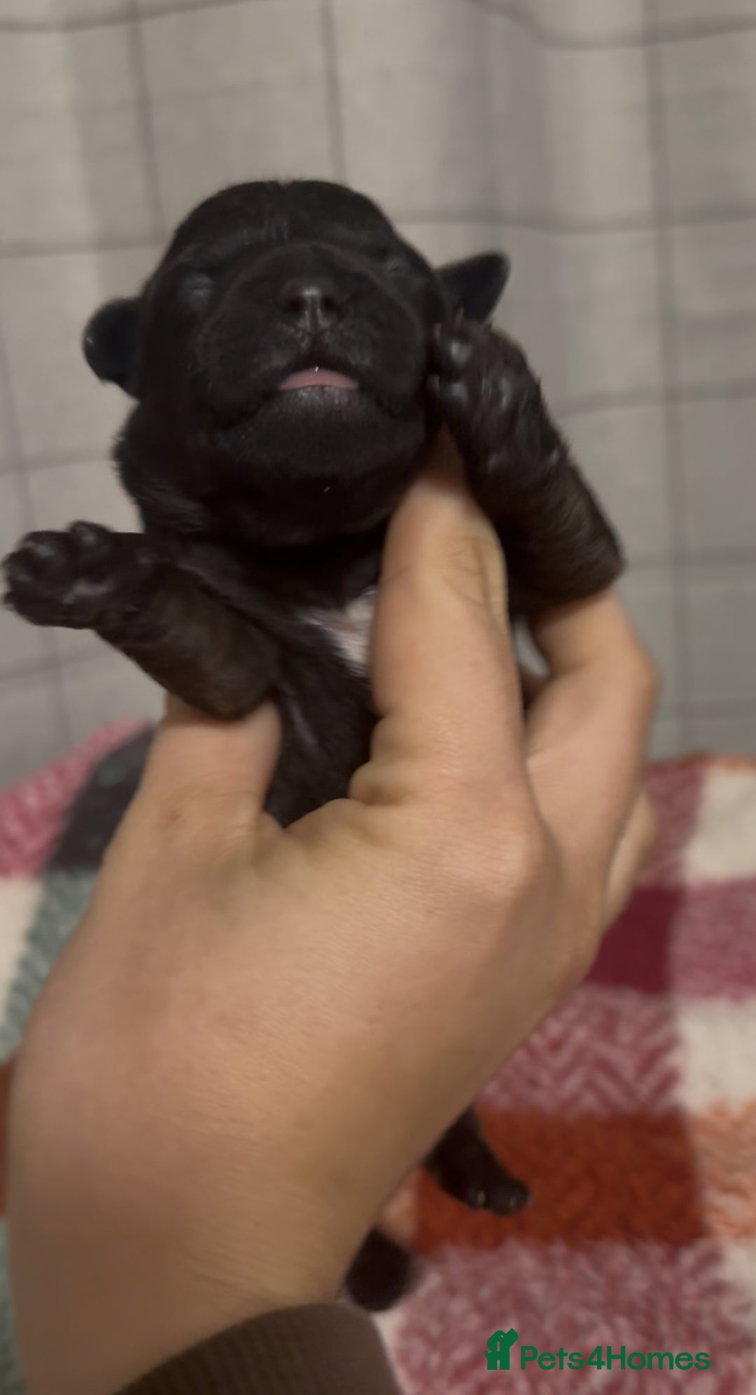 Mixed Breed dogs for sale: 4 Stunning Patterdale X Lakeland Terrier puppies - Image 7
