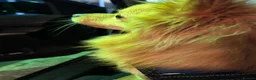 Pomeranian dogs for stud: 3 year old Fox faced Pomeranian for stud  - Advert 2