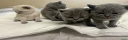 British Shorthair cats for sale: BSH kittens  - Advert 7