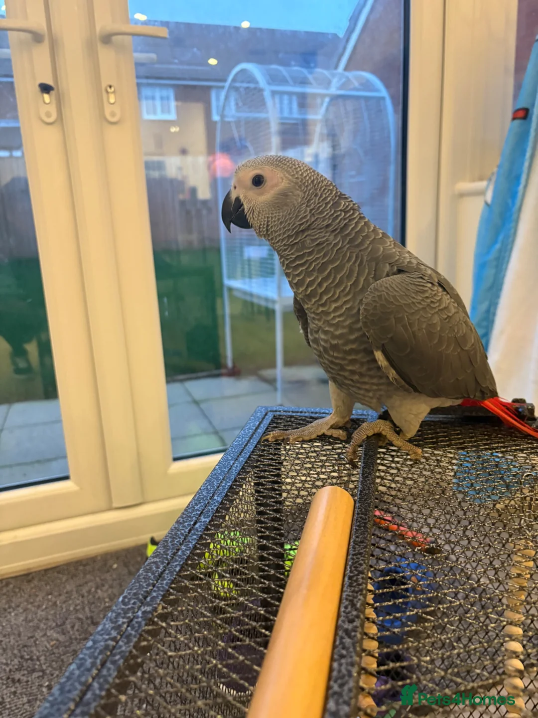 Parrots birds for sale: Beautiful African grey - Advert 2
