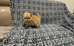 Pomeranian dogs for sale: Stunning littler of KC Pom puppies - Advert 17