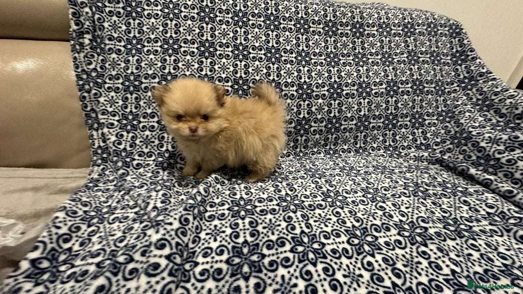 Pomeranian dogs for sale: Stunning littler of KC Pom puppies - Advert 17