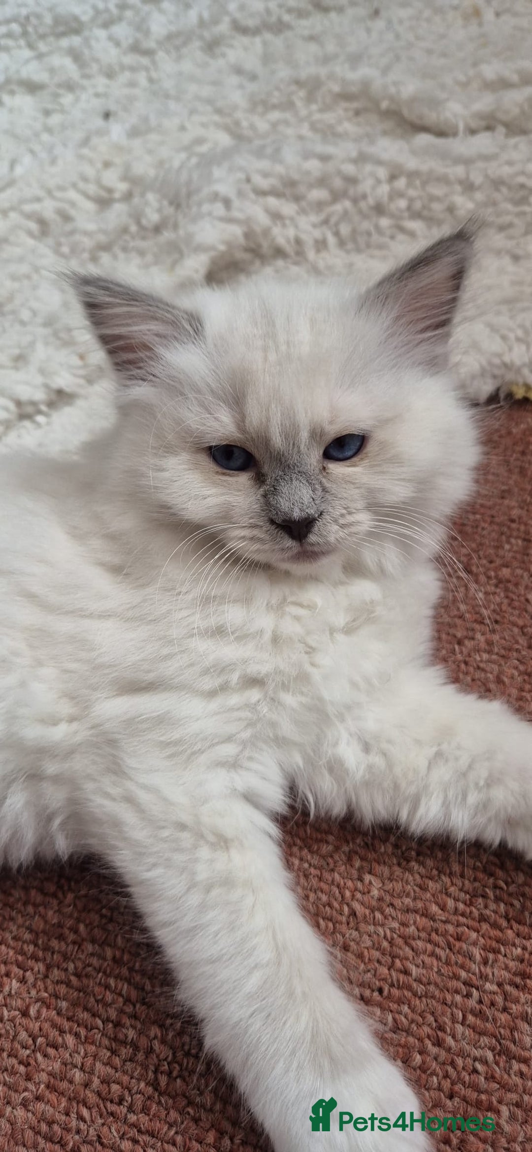 Ragdoll cats for sale: 1 female GCCF Pedigree Ragdoll kitten left - Image 30