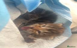 Mixed Breed cats for sale: dark calico and tabby mixed female kitten on sale! - Image 4