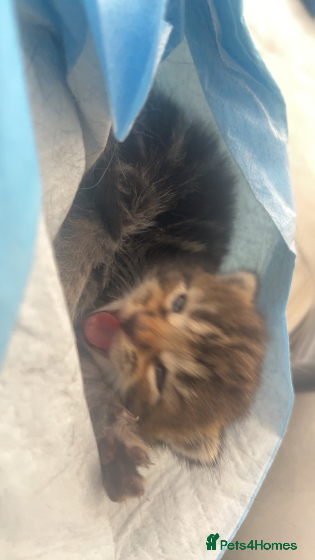 Mixed Breed cats for sale: dark calico and tabby mixed female kitten on sale! - Image 4