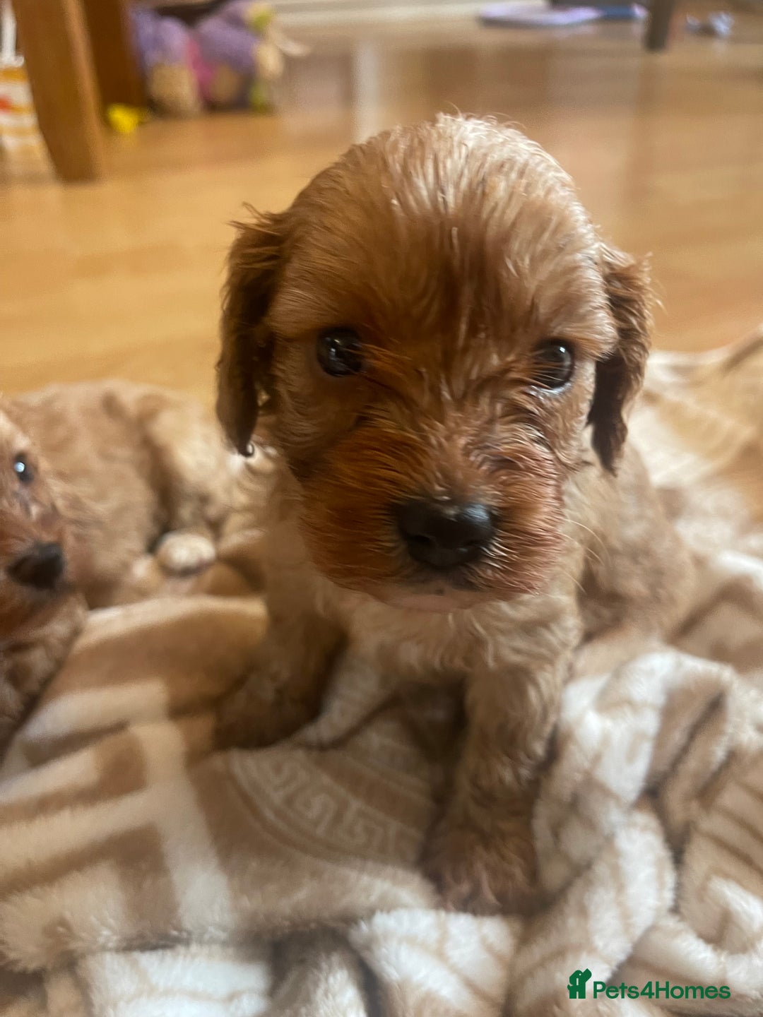 Cavapoo dogs for sale: Adorable toy Cavapoo pups apricot or fox red  - Image 15