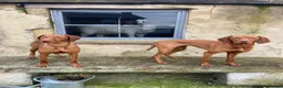 Hungarian Vizsla dogs for sale: Beautiful KC Registered Hungarian Vizsla puppies  in Blackburn - Advert 10