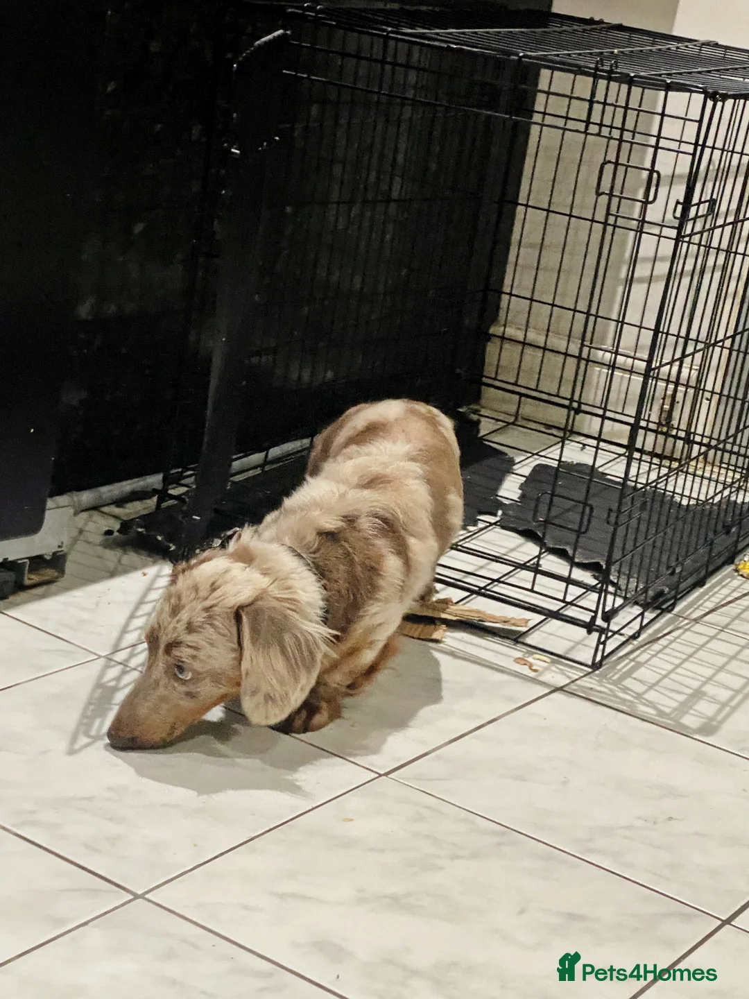 Miniature Dachshund dogs for stud: 🏆PEREZ’ CHAMPION STUD🏆  - Advert 7