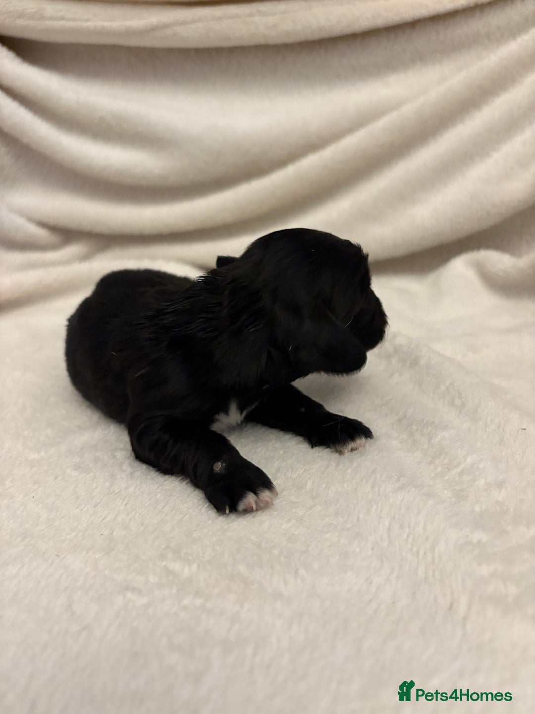 Cocker Spaniel dogs for sale: Cocker Spaniel Pups Seeking Forever Homes!💖 - Image 39