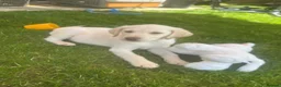 Labrador Retriever dogs for sale: Yellow Labrador Puppy for Sale - 3 months old  in Billericay - Advert 4