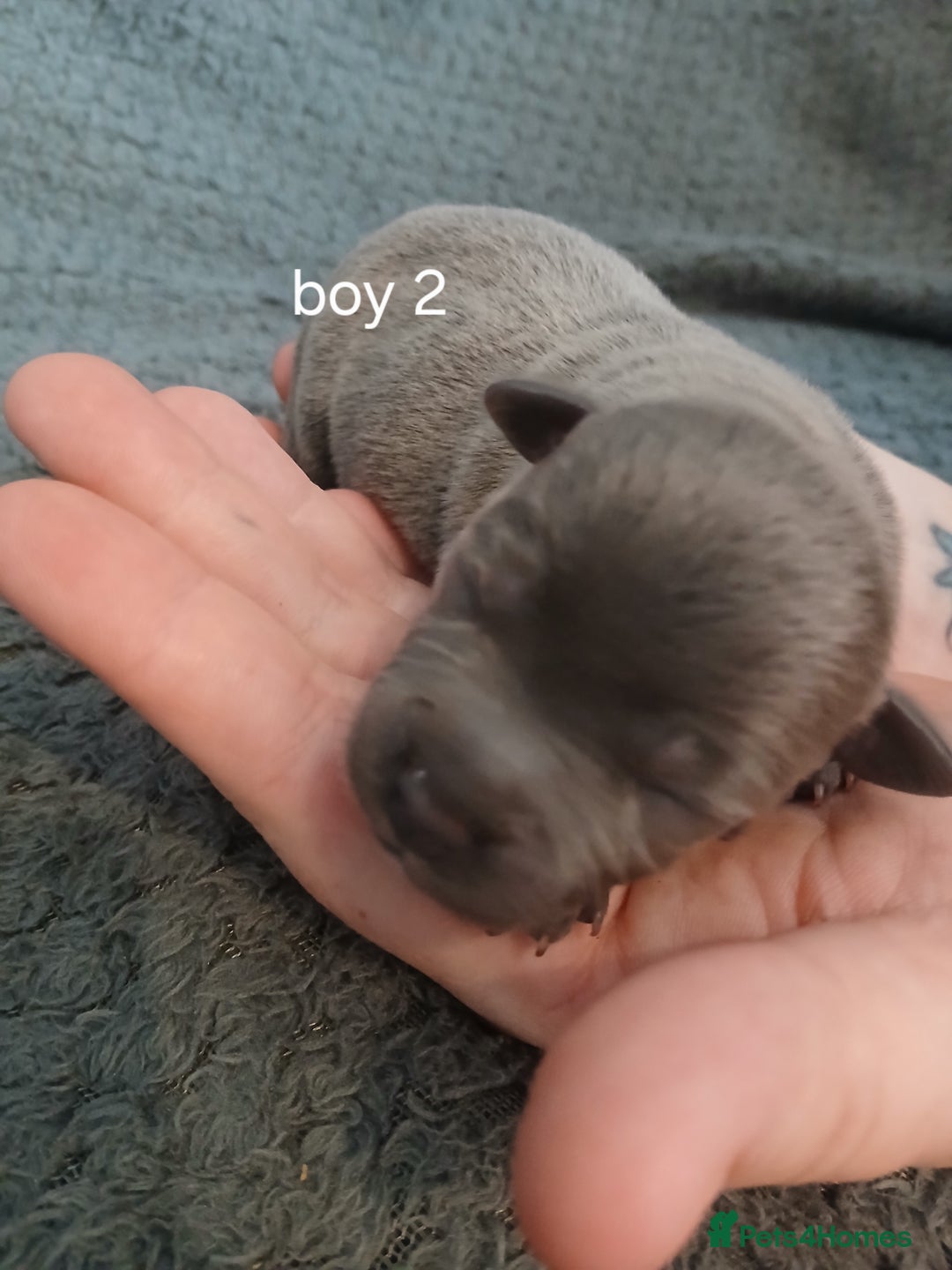 Staffordshire Bull Terrier dogs for sale: Black and blue staffing puppies  - Advert 5